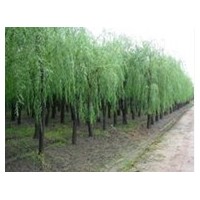 哪里的速生柳便宜 哪里有出售垂柳樹的 哪里的垂柳多 山東垂柳樹