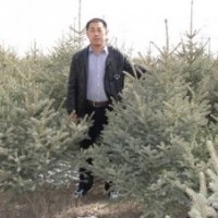 銷售一米五以上綠化工程用云杉,甘肅云杉，大云杉