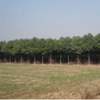 供應(yīng)12-19公分移栽香樟樹