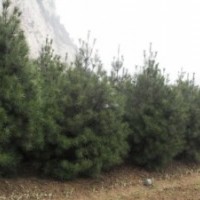 供應(yīng)白皮松