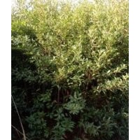 濕地松 馬尾松 杉木 木荷 楓香 馬褂木 紅豆杉 香樟