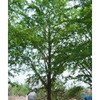 低價(jià)供應(yīng)銀杏樹