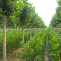 國(guó)槐 8-50公分國(guó)槐 國(guó)槐價(jià)格 山東國(guó)槐