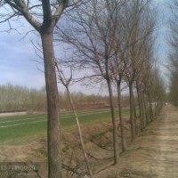 國(guó)槐 山東國(guó)槐 國(guó)槐基地 國(guó)槐價(jià)格