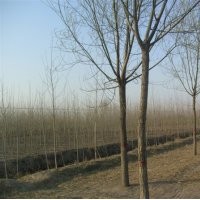 山東速生國(guó)槐價(jià)格