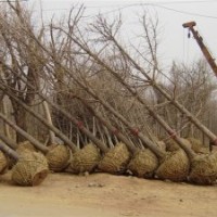 國槐 8-50公分國槐 國槐價格 國槐基地