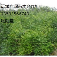 一年生國槐小苗大量出售、國槐小苗出售