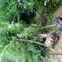 5公分南方紅豆杉