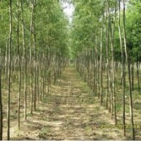 竹柳工程苗、竹柳綠化苗、竹柳插段