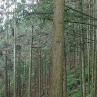 杉木種子育苗,杉木種子栽培,杉木種子種植