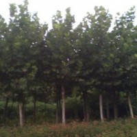 供應(yīng)15公分法桐