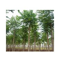 千頭椿.山東千頭椿.2012千頭椿價(jià)格