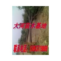 國槐全冠帶球價(jià)格