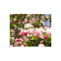 供應西府海棠、垂絲海棠、桂花、香樟、玉蘭、紅楓