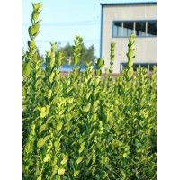 北海道黃楊 1.5m-2m 優(yōu)質(zhì)低價(jià)