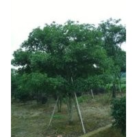 移植骨架香樟，景列白蘭，紫薇，杜鵑，桂花樹，紅葉石楠