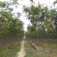 8公分欒樹價(jià)格