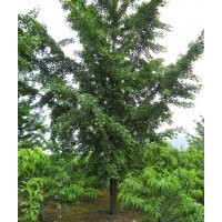 常年供應(yīng)各種規(guī)格綠化用銀杏樹