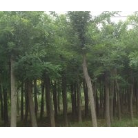 大量供應(yīng)國槐 合歡 白臘 垂柳等優(yōu)質(zhì)綠化苗木