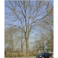 大量供應(yīng)白蠟，白蠟小苗，價格公道，規(guī)格齊全