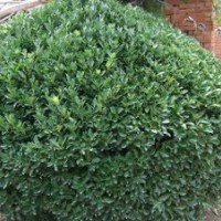 長期供應(yīng)大葉黃楊