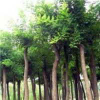 國(guó)槐，國(guó)槐苗，國(guó)槐樹