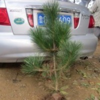 供應(yīng)山東黑松 黑松小苗 黑松苗木