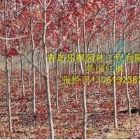 美國紅楓扦插苗