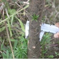 低價(jià)出售3公分南方紅豆杉精品大樹(shù)