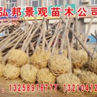 惠民縣速生白蠟國(guó)槐苗圃