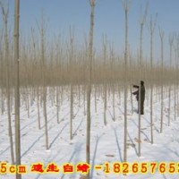 長(zhǎng)期供應(yīng)白蠟，速生白蠟，國(guó)槐，速生國(guó)槐，垂柳，竹柳，速生柳，
