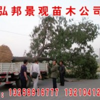 山東弘邦景觀苗圃出售1公分至10公分國槐，速生國槐，速生白蠟