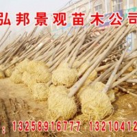 惠民6-10公分二次定桿白蠟，10-30公分土球全冠國槐