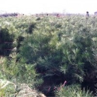 1米油松 ，國(guó)槐小苗，8公分國(guó)槐