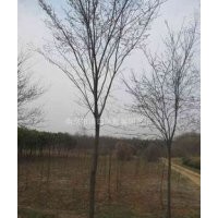 供應(yīng)櫸樹