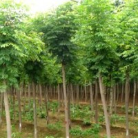 供應欒樹