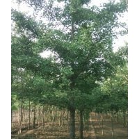國(guó)槐法桐白臘合歡價(jià)格山東民升苗木基地