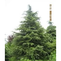 移栽雪松，h0.2公尺雪松1.8元；