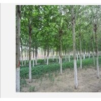 供應法桐 速生法桐 國槐 白蠟 速生白蠟苗 速生國槐苗