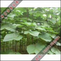 優(yōu)質(zhì)的泡桐苗低價(jià)出售