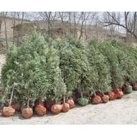 供10-30公分油松 白皮松 側(cè)柏小苗大量批發(fā)