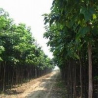 綠化苗木速生國槐 合歡 大法桐 速生白蠟