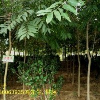 2-10公分安徽無患子樹