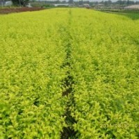 長期供應金葉女貞、龜甲冬青、杜鵑等苗木