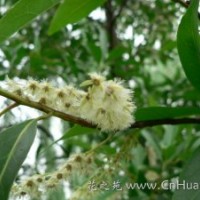 長期供應垂柳、八月桂、杜英等苗木。