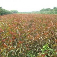 主營(yíng)：/|花灌木/| 綠籬苗 色塊苗/|國(guó)槐 黃金槐 龍爪槐 火炬 銀杏