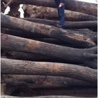 國(guó)槐小苗，8-15公分國(guó)槐，20-60古槐