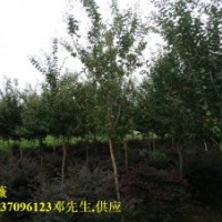 安徽2公分3公分4公分5公分6公分百日紅紫薇小苗