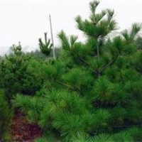 供應華山松小苗。華山松小苗