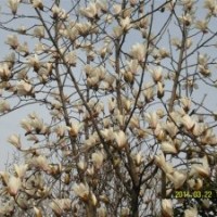 雪松廣玉蘭白玉蘭等價格參考